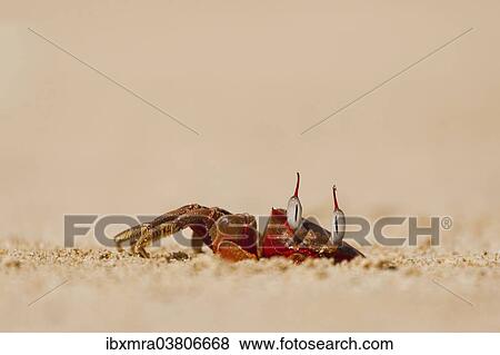 "Red beach Crab (Brachyura) at its lair, Ngapali Beach, Thandwe, Myanmar, Asia" View Large Photo Image Stock Photo - "Red beach Crab (Brachyura) at its lair, Ngapali Beach, Thandwe, Myanmar, Asia". Fotosearch