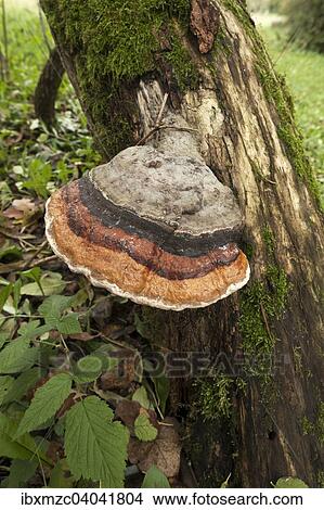 Picture - "Red-belted Bracket (Fomitopsis pinicola), Lower Franconia, Bavaria, Germany, Europe". Fotosearch