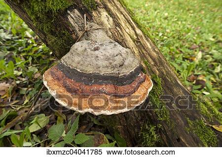 Stock Photography - "Red-belted Bracket (Fomitopsis pinicola), Lower Franconia, Bavaria, Germany, Europe". Fotosearch