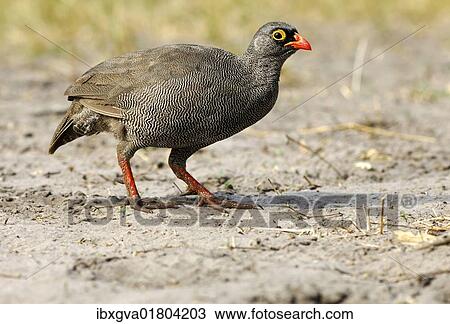 "Red-billed Francolin (Francolinus adspersus), Savuti National Park, Botswana, Africa" View Large Photo Image Stock Image - "Red-billed Francolin (Francolinus adspersus), Savuti National Park, Botswana, Africa". Fotosearch