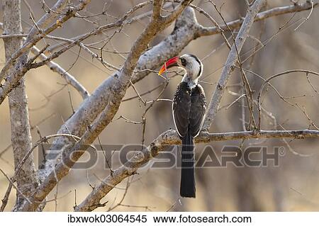"Red-billed Hornbill (Tockus erythrorhynchus), Ruaha Nationalpark, Ostafrika, Tanzania, Africa" View Large Photo Image Stock Photography - "Red-billed Hornbill (Tockus erythrorhynchus), Ruaha Nationalpark, Ostafrika, Tanzania, Africa". Fotosearch