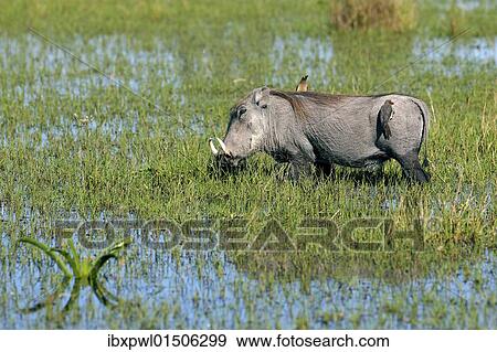 "Red-billed oxpecker (Buphagus) on a warthog (Phacochoerus africanus), Okavango Delta, Botswana, Africa" View Large Photo Image Stock Photo - "Red-billed oxpecker (Buphagus) on a warthog (Phacochoerus africanus), Okavango Delta, Botswana, Africa". Fotosearch