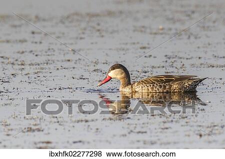Stock Photo - "Red-billed teal (Anas erythrorhyncha), Etosha National Park, Namibia, Africa". Fotosearch