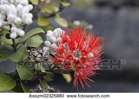 "Red blossom of the Ohi??a lehua tree (Metrosideros polymorpha), endemic plant, Kilauea volcano, Big Island, Hawaii, USA" View Large Photo Image Stock Image - "Red blossom of the Ohi??a lehua tree (Metrosideros polymorpha), endemic plant, Kilauea volcano, Big Island, Hawaii, USA". Fotosearch
