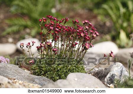 Red blossoming saxifrage (Saxifraga arendsii hybrid) View Large Photo Image Stock Image - Red blossoming saxifrage (Saxifraga arendsii hybrid). Fotosearch