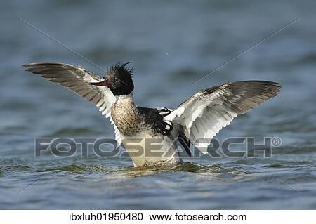 Red-breasted Merganser (Mergus serrator) View Large Photo Image Stock Image - Red-breasted Merganser (Mergus serrator). Fotosearch