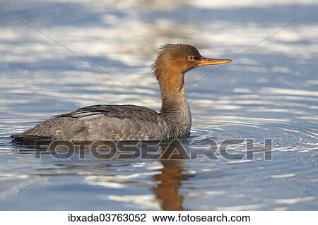 Stock Image - "Red-breasted Merganser (Mergus serrator), young female, swimming, Fehmarn Island, Schleswig-Holstein, Germany, Europe". Fotosearch