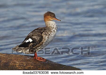 "Red-breasted Merganser (Mergus serrator), female standing on a stone at the water, Fehmarn Island, Schleswig-Holstein, Germany, Europe" View Large Photo Image Stock Photograph - "Red-breasted Merganser (Mergus serrator), female standing on a stone at the water, Fehmarn Island, Schleswig-Holstein, Germany, Europe". Fotosearch