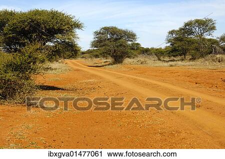 "Red-brown laterite earth with typical bush landscape and nature trail in the Madikwe Game Reserve, South Africa, Africa" View Large Photo Image Stock Image - "Red-brown laterite earth with typical bush landscape and nature trail in the Madikwe Game Reserve, South Africa, Africa". Fotosearch