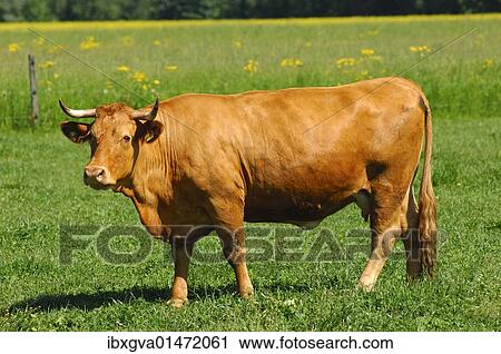 "Red-brown Limousin cow in the pasture, Limousin cattle breed" View Large Photo Image Stock Image - "Red-brown Limousin cow in the pasture, Limousin cattle breed". Fotosearch