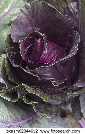 Red cabbage (Brassica oleracea convar. capitata var. rubra L. ) View Large Photo Image Stock Image - Red cabbage (Brassica oleracea convar. capitata var. rubra L. ). Fotosearch