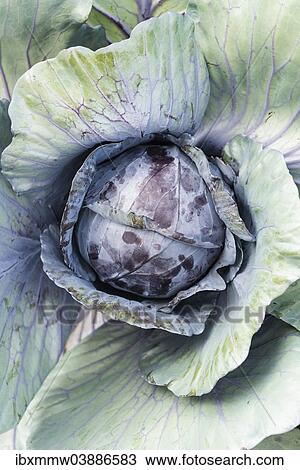 "Red Cabbage (Brassica oleracea convar. Capitata var rubra L. ), from above" View Large Photo Image Stock Image - "Red Cabbage (Brassica oleracea convar. Capitata var rubra L. ), from above". Fotosearch