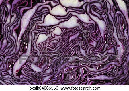 "Red cabbage, cut" View Large Photo Image Stock Photograph - "Red cabbage, cut". Fotosearch