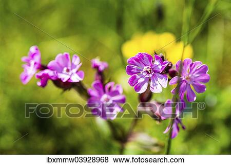 Red Campion (Silene dioica) View Large Photo Image Stock Photo - Red Campion (Silene dioica). Fotosearch
