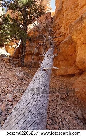 Stock Photo - "Red Canyon of the Clarion Formation, sandstone rocks in Utah, USA". Fotosearch