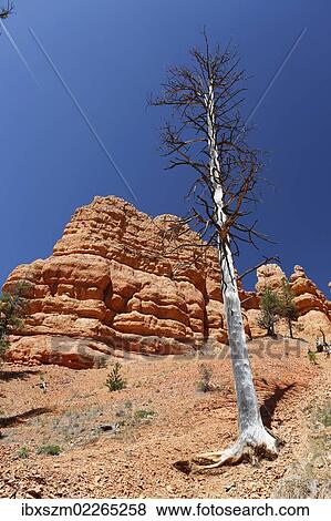 "Red Canyon of the Clarion Formation, sandstone rocks in Utah, USA" View Large Photo Image Stock Photo - "Red Canyon of the Clarion Formation, sandstone rocks in Utah, USA". Fotosearch