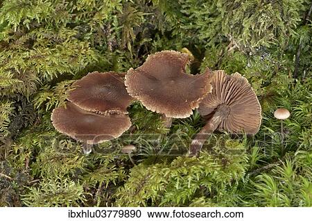"Red Capped Cortinarius (Cortinarius phoeniceus), Baden-Wurttemberg, Germany, Europe" View Large Photo Image Stock Image - "Red Capped Cortinarius (Cortinarius phoeniceus), Baden-Wurttemberg, Germany, Europe". Fotosearch