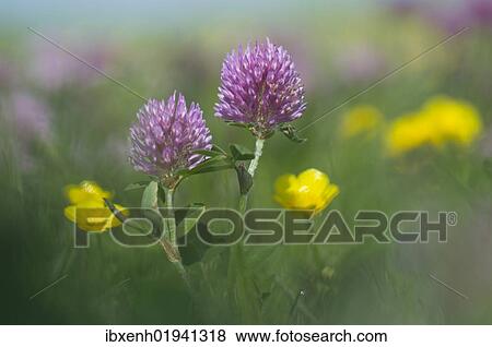 Red Clover (Trifolium pratense) and Buttercup (Ranunculus acris) View Large Photo Image Stock Photo - Red Clover (Trifolium pratense) and Buttercup (Ranunculus acris). Fotosearch