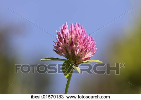 Red clover (Trifolium pratense) View Large Photo Image Stock Image - Red clover (Trifolium pratense). Fotosearch
