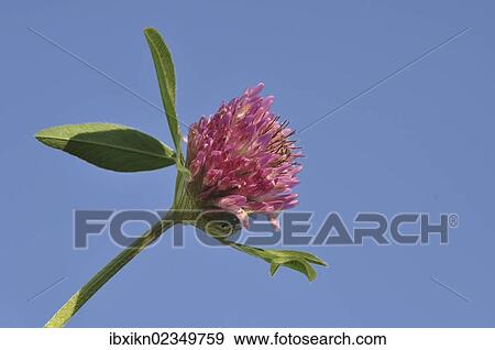 Red Clover (Trifolium pratense) View Large Photo Image Stock Photo - Red Clover (Trifolium pratense). Fotosearch