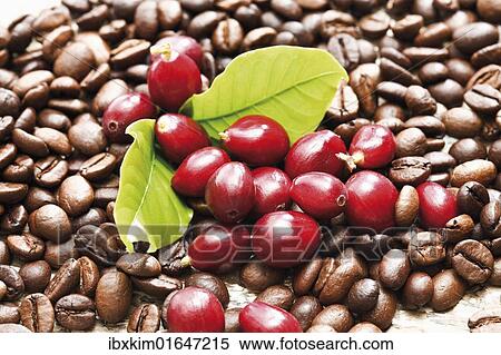 Red coffee berries (Coffea arabica) on a bed of coffee beans with coffee leaves View Large Photo Image Stock Photography - Red coffee berries (Coffea arabica) on a bed of coffee beans with coffee leaves. Fotosearch