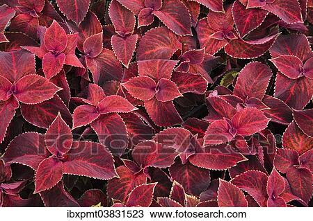 "Red Coleus (Solenostemon sp. ) leaves, Ontario, Canada, North America" View Large Photo Image Stock Image - "Red Coleus (Solenostemon sp. ) leaves, Ontario, Canada, North America". Fotosearch
