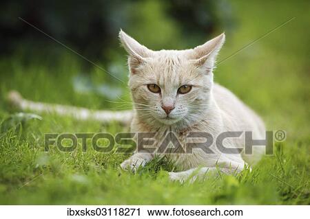 "Red cream tabby cat lying on a lawn, Germany, Europe" View Large Photo Image Stock Image - "Red cream tabby cat lying on a lawn, Germany, Europe". Fotosearch