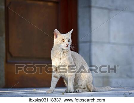"Red cream tabby cat sitting in front of a door, Germany, Europe" View Large Photo Image Stock Photo - "Red cream tabby cat sitting in front of a door, Germany, Europe". Fotosearch