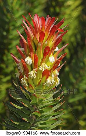 Stock Photo - "Red-crested Pagoda (Mimetes cullatus), Cape Point Nature Reserve, Western Cape Province, South Africa, Africa". Fotosearch