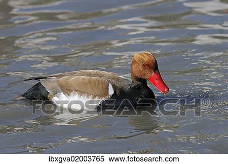 Stock Photography - "Red-crested pochard (Netta rufina) in the water, Camargue region, France, Europe". Fotosearch