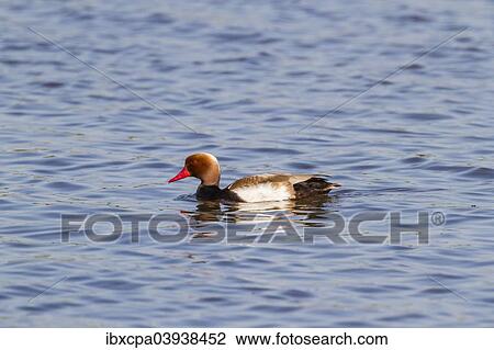 "Red-crested pochard (Netta rufina), Seewinkel, Burgenland, Austria, Europe" View Large Photo Image Stock Image - "Red-crested pochard (Netta rufina), Seewinkel, Burgenland, Austria, Europe". Fotosearch