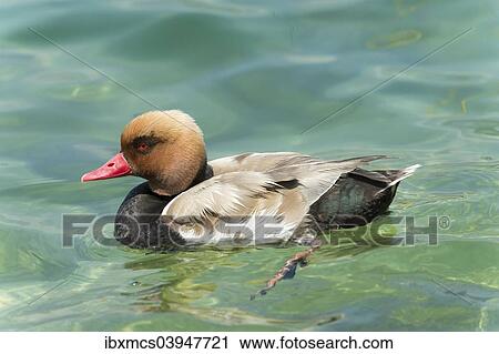 Stock Image - "Red-crested pochard (Netta rufina), Lake Garda, Italy, Europe". Fotosearch