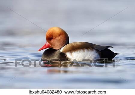 Stock Image - "Red-crested pochard (Netta rufina), drake in breeding plumage, Lake Lucerne, Switzerland, Europe". Fotosearch