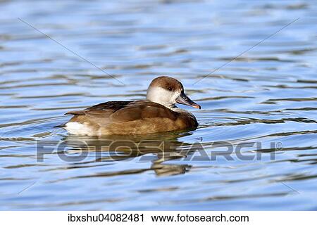 "Red-crested pochard (Netta rufina), female in breeding plumage, Lake Lucerne, Switzerland, Europe" View Large Photo Image Stock Image - "Red-crested pochard (Netta rufina), female in breeding plumage, Lake Lucerne, Switzerland, Europe". Fotosearch