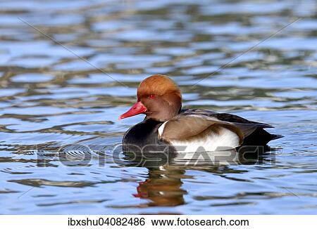 "Red-crested pochard (Netta rufina), drake in breeding plumage, Lake Lucerne, Switzerland, Europe" View Large Photo Image Stock Photograph - "Red-crested pochard (Netta rufina), drake in breeding plumage, Lake Lucerne, Switzerland, Europe". Fotosearch