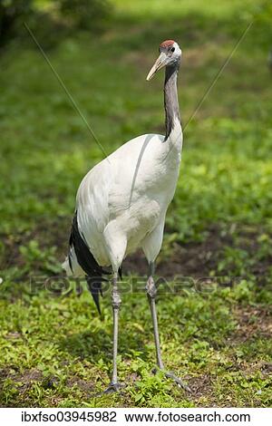 "Red-crowned Crane (Grus japonensis), captive, Lower Saxony, Germany, Europe" View Large Photo Image Stock Image - "Red-crowned Crane (Grus japonensis), captive, Lower Saxony, Germany, Europe". Fotosearch