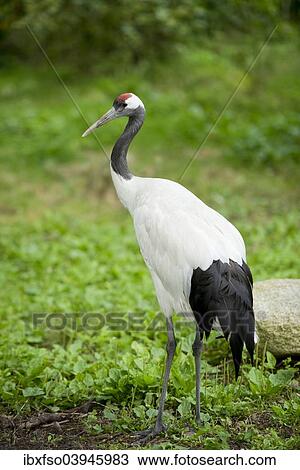 Stock Image - "Red-crowned Crane (Grus japonensis), captive, Lower Saxony, Germany, Europe". Fotosearch