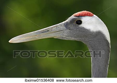 "Red-crowned Crane (Grus japonensis), portrait" View Large Photo Image Stock Photo - "Red-crowned Crane (Grus japonensis), portrait". Fotosearch