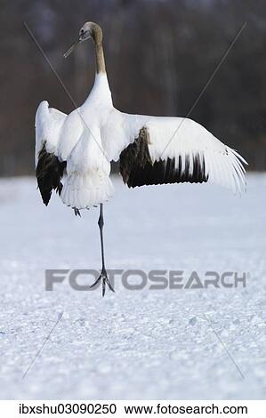 Stock Image - "Red-crowned Crane, Japanese Crane or Manchurian Crane (Grus Japonensis), performing the mating dance, Kushiro-Shitsugen-Nationalpark, Kushiro, Hokkaido, Japan, Asia". Fotosearch