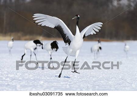 Stock Photography - "Red-crowned Crane, Japanese Crane or Manchurian Crane (Grus Japonensis), performing the mating dance, Kushiro-Shitsugen-Nationalpark, Kushiro, Hokkaido, Japan, Asia". Fotosearch