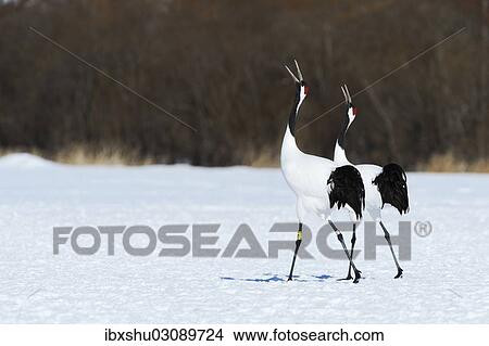 Picture - "Red-crowned Cranes, Japanese Cranes or Manchurian Cranes (Grus Japonensis), mating call, Kushiro-Shitsugen-Nationalpark, Kushiro, Hokkaido, Japan, Asia". Fotosearch