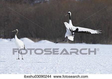 Picture - "Red-crowned Cranes, Japanese Cranes or Manchurian Cranes (Grus Japonensis), displaying, performing the mating dance, Kushiro-Shitsugen-Nationalpark, Kushiro, Hokkaido, Japan, Asia". Fotosearch