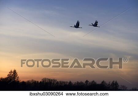 Picture - "Red-crowned Cranes, Japanese Cranes or Manchurian Cranes (Grus Japonensis), in flight to roost at dusk, Kushiro-Shitsugen-Nationalpark, Kushiro, Hokkaido, Japan, Asia". Fotosearch