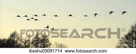 "Red-crowned Cranes, Japanese Cranes or Manchurian Cranes (Grus Japonensis), in flight to roost at dusk, Kushiro-Shitsugen-Nationalpark, Kushiro, Hokkaido, Japan, Asia" View Large Photo Image Picture - "Red-crowned Cranes, Japanese Cranes or Manchurian Cranes (Grus Japonensis), in flight to roost at dusk, Kushiro-Shitsugen-Nationalpark, Kushiro, Hokkaido, Japan, Asia". Fotosearch