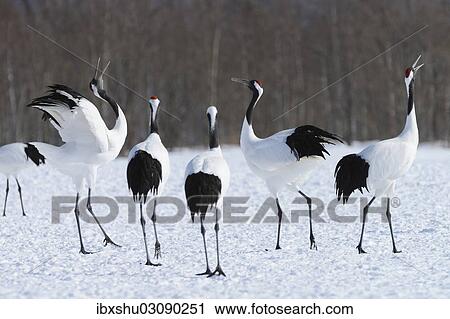 "Red-crowned Cranes, Japanese Cranes or Manchurian Cranes (Grus Japonensis), displaying, mating call, Kushiro-Shitsugen-Nationalpark, Kushiro, Hokkaido, Japan, Asia" View Large Photo Image Stock Image - "Red-crowned Cranes, Japanese Cranes or Manchurian Cranes (Grus Japonensis), displaying, mating call, Kushiro-Shitsugen-Nationalpark, Kushiro, Hokkaido, Japan, Asia". Fotosearch