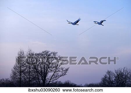 "Red-crowned Cranes, Japanese Cranes or Manchurian Cranes (Grus Japonensis), in flight to roost at dusk, Kushiro-Shitsugen-Nationalpark, Kushiro, Hokkaido, Japan, Asia" View Large Photo Image Stock Image - "Red-crowned Cranes, Japanese Cranes or Manchurian Cranes (Grus Japonensis), in flight to roost at dusk, Kushiro-Shitsugen-Nationalpark, Kushiro, Hokkaido, Japan, Asia". Fotosearch