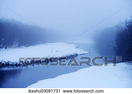 Stock Image - "Red-crowned Cranes, Japanese Cranes or Manchurian Cranes (Grus Japonensis), standing on a snow-covered riverbank, Kushiro-Shitsugen-Nationalpark, Kushiro, Hokkaido, Japan, Asia". Fotosearch