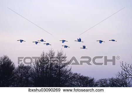 Stock Photo - "Red-crowned Cranes, Japanese Cranes or Manchurian Cranes (Grus Japonensis), in flight to roost at dusk, Kushiro-Shitsugen-Nationalpark, Kushiro, Hokkaido, Japan, Asia". Fotosearch