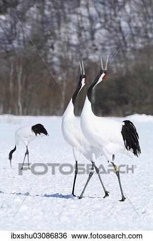 Stock Photograph - "Red-crowned Cranes, Japanese Cranes or Manchurian Cranes (Grus Japonensis), Kushiro-Shitsugen-Nationalpark, Kushiro, Hokkaido, Japan, Asia". Fotosearch