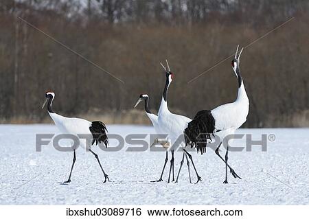 "Red-crowned Cranes, Japanese Cranes or Manchurian Cranes (Grus Japonensis), mating call, Kushiro-Shitsugen-Nationalpark, Kushiro, Hokkaido, Japan, Asia" View Large Photo Image Stock Photograph - "Red-crowned Cranes, Japanese Cranes or Manchurian Cranes (Grus Japonensis), mating call, Kushiro-Shitsugen-Nationalpark, Kushiro, Hokkaido, Japan, Asia". Fotosearch